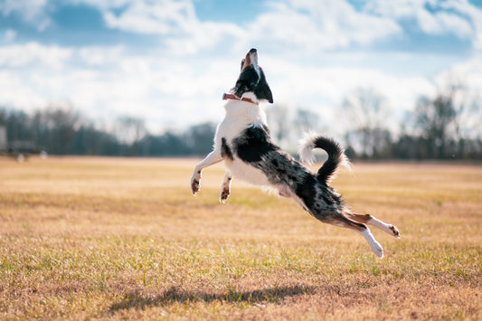 Dog Dancing Competition