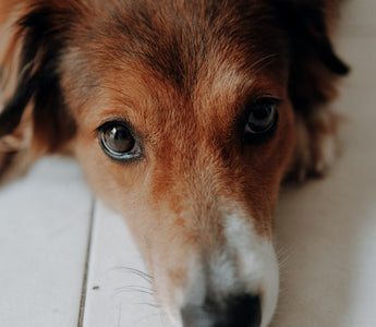 Should You Use CBD for Your Dog During Surgery Recovery?