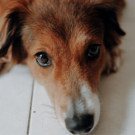 Should You Use CBD for Your Dog During Surgery Recovery?