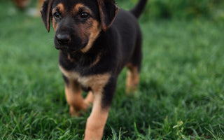 The Scary Truth About Canine Hip Dysplasia