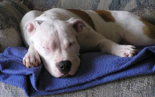 Why Breed Specific Legislation Against Pit Bulls Should Tick You Off—Even if You Don’t Own a Pit