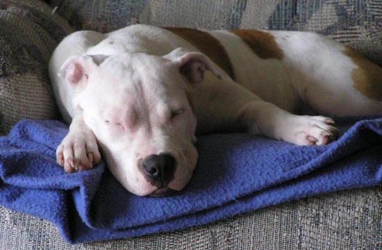 Why Breed Specific Legislation Against Pit Bulls Should Tick You Off—Even if You Don’t Own a Pit