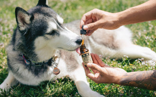 Is CBD Oil Good for Dogs with Epilepsy or Seizures?