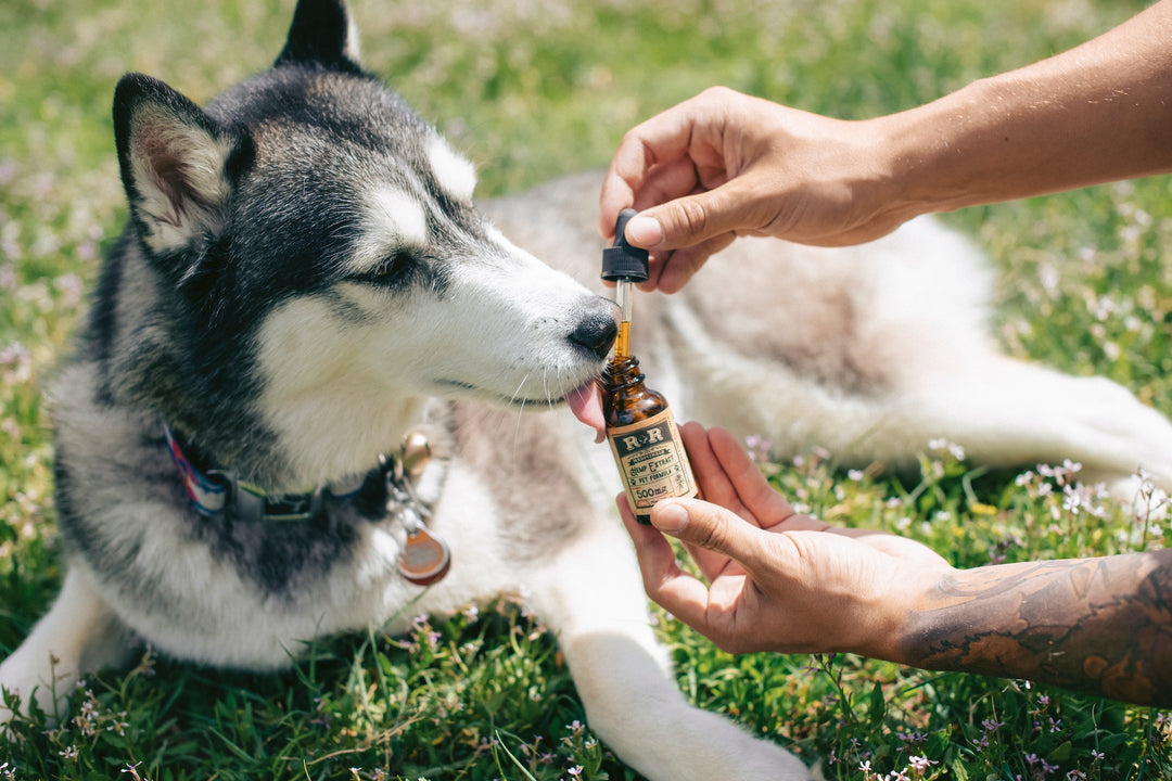 Is CBD Oil Good for Dogs with Epilepsy or Seizures?