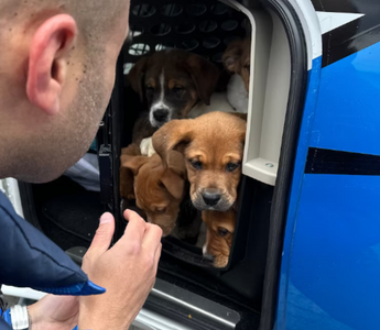 Surgeon Takes to the Skies to Save Rescue Dogs