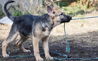 The Best Games to Play With Your Dog!