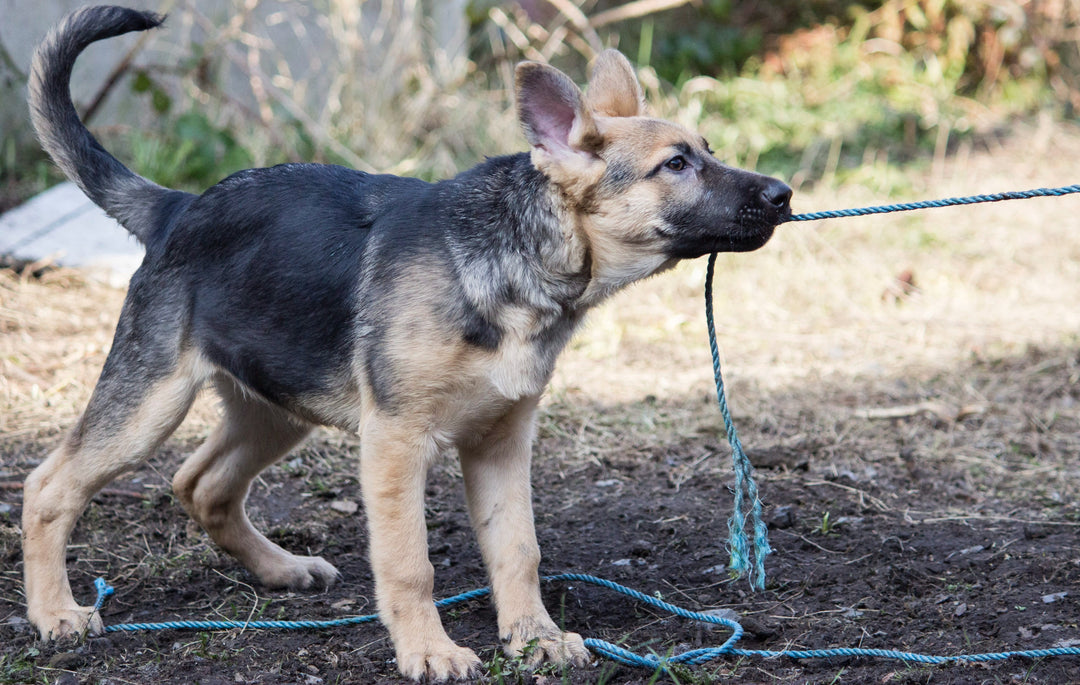 The Best Games to Play With Your Dog!