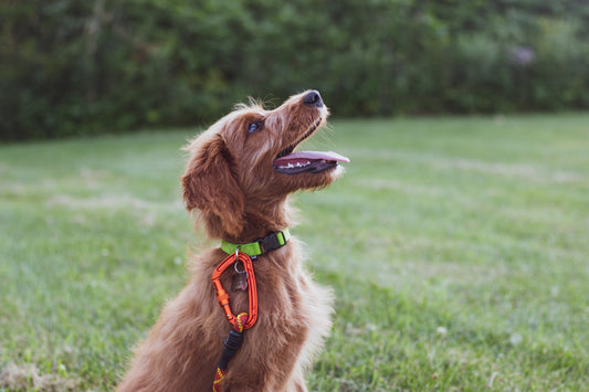 Best Training Techniques for a Well-Behaved Dog