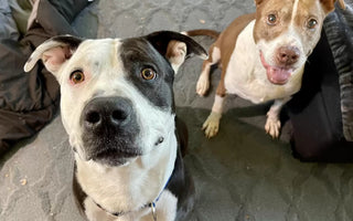 Senior Dog Begins to Heal After a Broken Heart