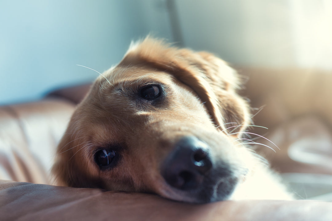 Managing Anxiety in Rescue Dogs