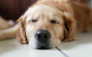 Golden Retriever Struggles...To Stay Awake