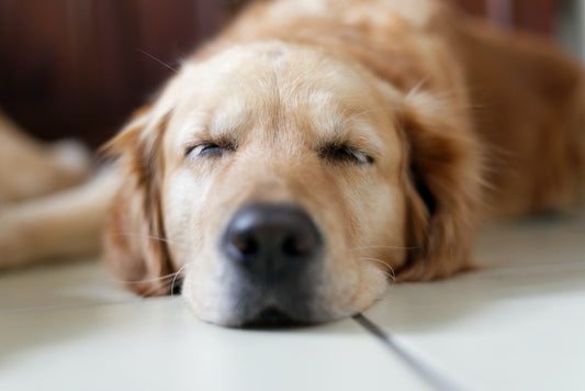 Golden Retriever Struggles...To Stay Awake