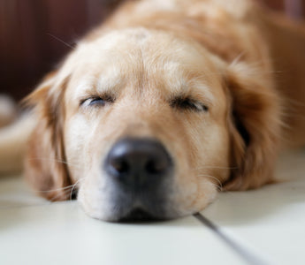 Can I Give My Dog Melatonin?