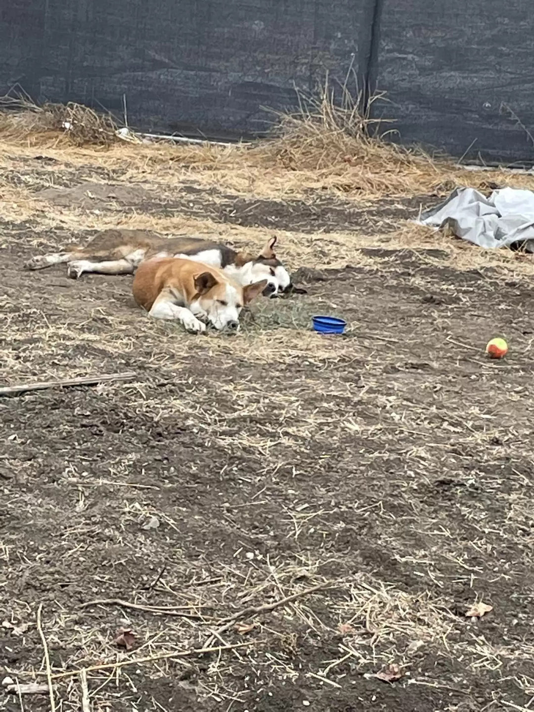 Abandoned Siblings Reunited After Rescue