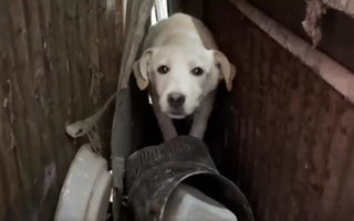 Scared Puppy Rescued From Harsh Beginnings