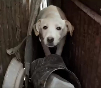 Scared Puppy Rescued From Harsh Beginnings