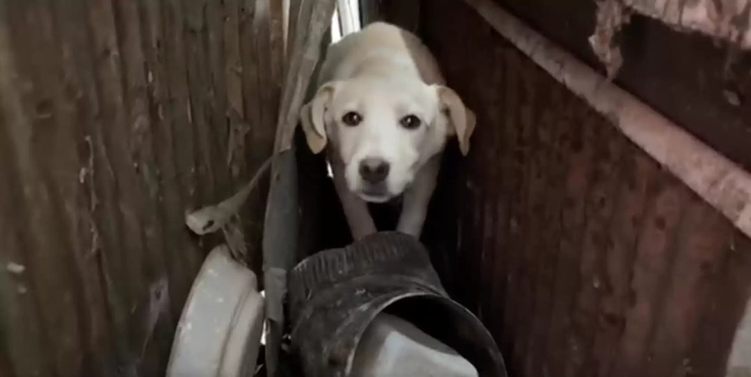 Scared Puppy Rescued From Harsh Beginnings