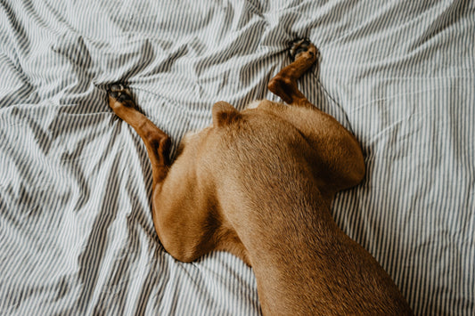 Should I Give Glucosamine for My Dog's Joints?