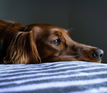 8 Telltale Signs Your Dog Is Bored and What You Can Do About It