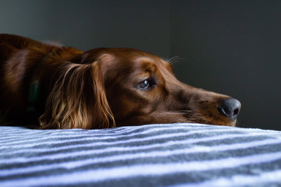 8 Telltale Signs Your Dog Is Bored and What You Can Do About It