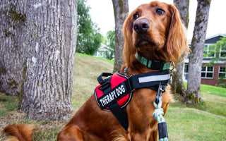 Would Your Best Buddy Make a Good Therapy Dog? Here’s How to Tell.