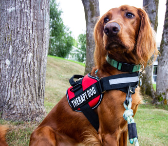 Would Your Best Buddy Make a Good Therapy Dog? Here’s How to Tell.