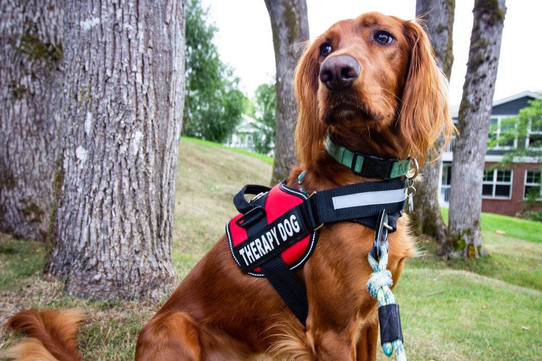 Would Your Best Buddy Make a Good Therapy Dog? Here’s How to Tell.
