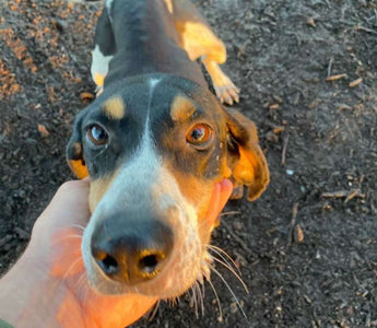 Dog Leads Her Dad To An Abandoned Puppy Sleeping In A Hole