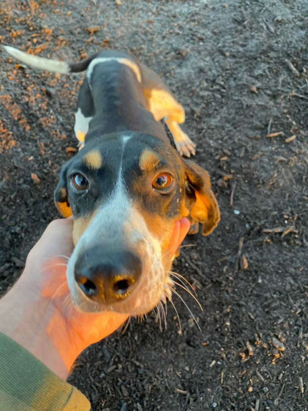 Dog Leads Her Dad To An Abandoned Puppy Sleeping In A Hole