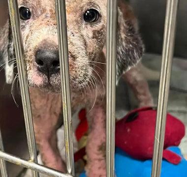 Dog Undergoes Amazing Transformation in Recovery