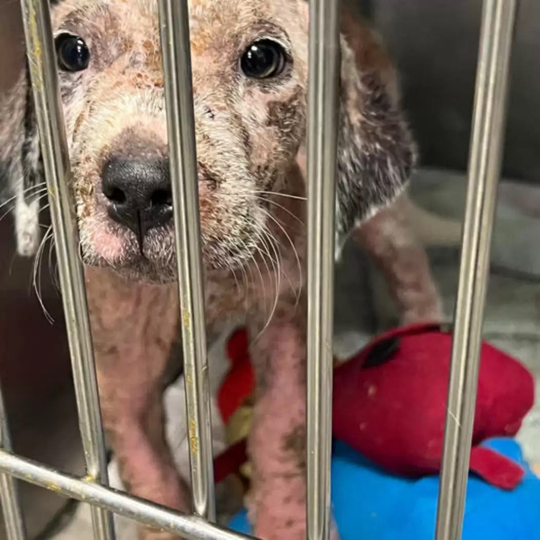 Dog Undergoes Amazing Transformation in Recovery