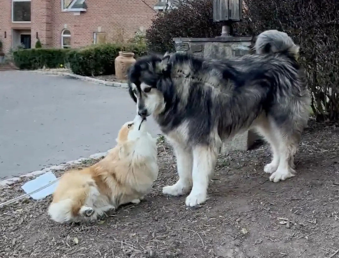 Adorable Dog Duo Proves Friendship Comes In All Sizes