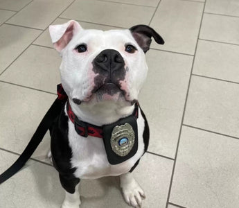 Shelter Dog Adopted by Local Police Department