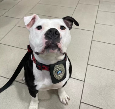 Shelter Dog Adopted by Local Police Department