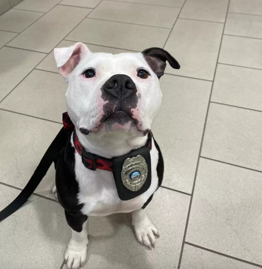 Shelter Dog Adopted by Local Police Department