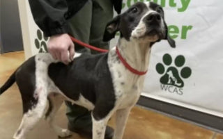 Dog is Full of Joy While Mom Fills Out Adoption Papers