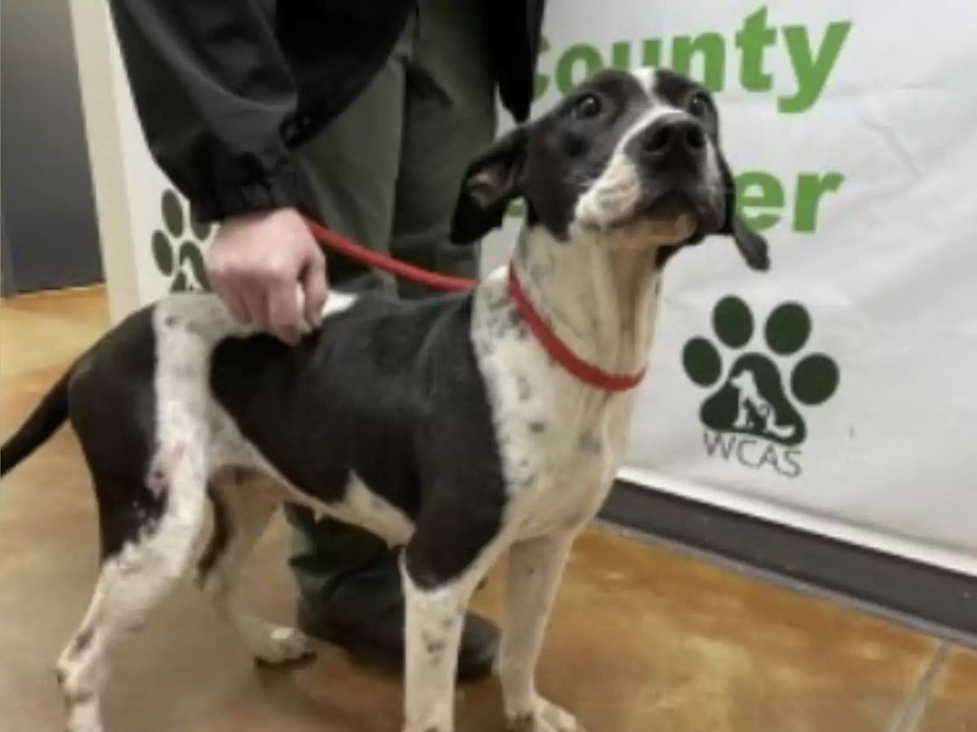 Dog is Full of Joy While Mom Fills Out Adoption Papers