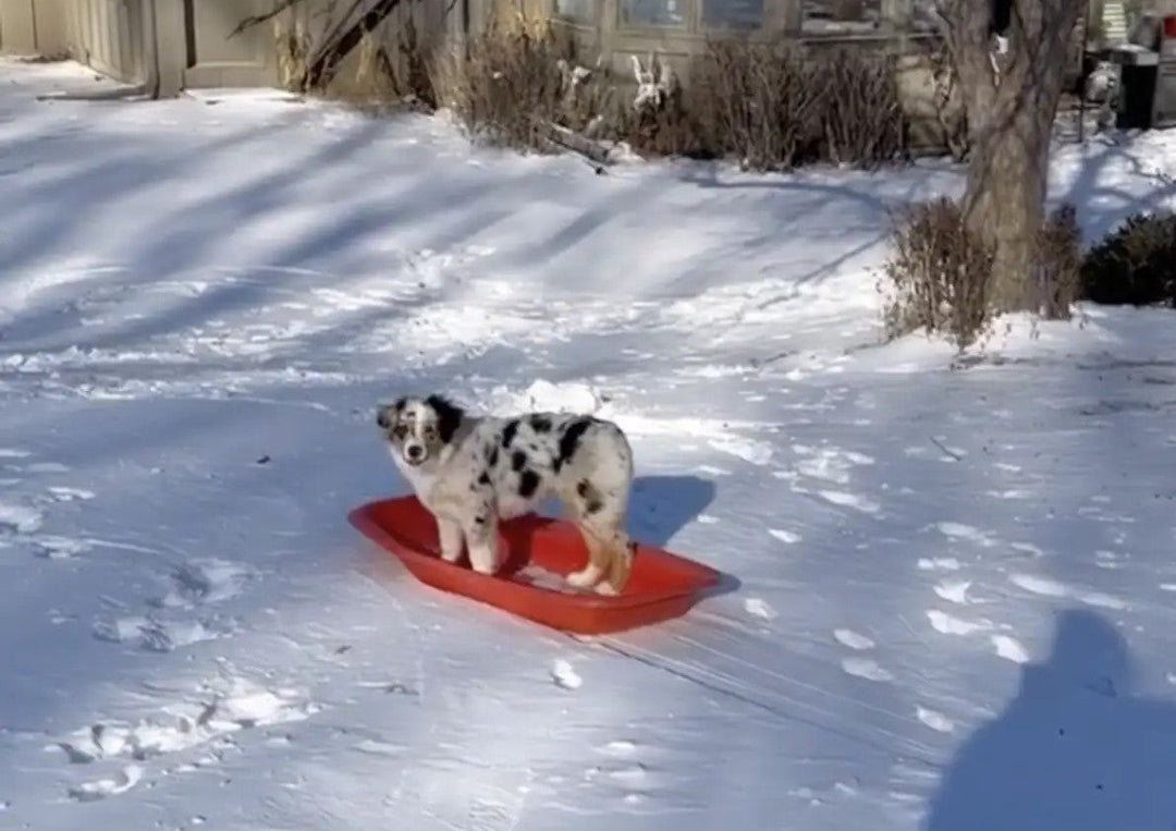 How a Dog and a Cat Became the Most Unlikely Sledding Duo