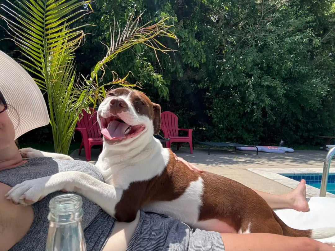 A Tiny Puppy’s Journey From Survival to Forever