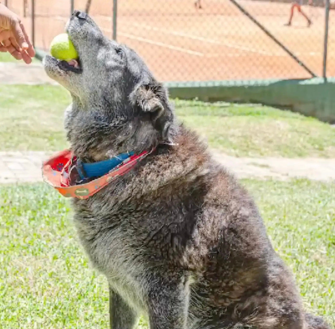 The Tennis Court Dog Who Won A Town’s Heart