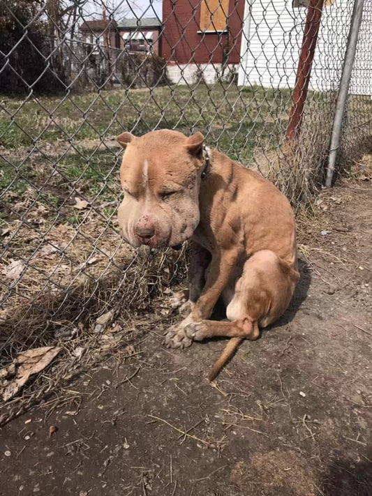 Sweet Dog Rescued from Dangerous Conditions