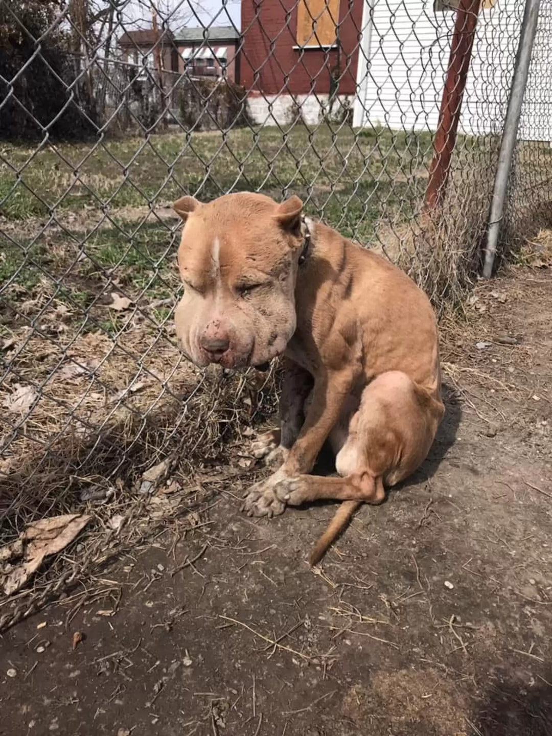 Sweet Dog Rescued from Dangerous Conditions