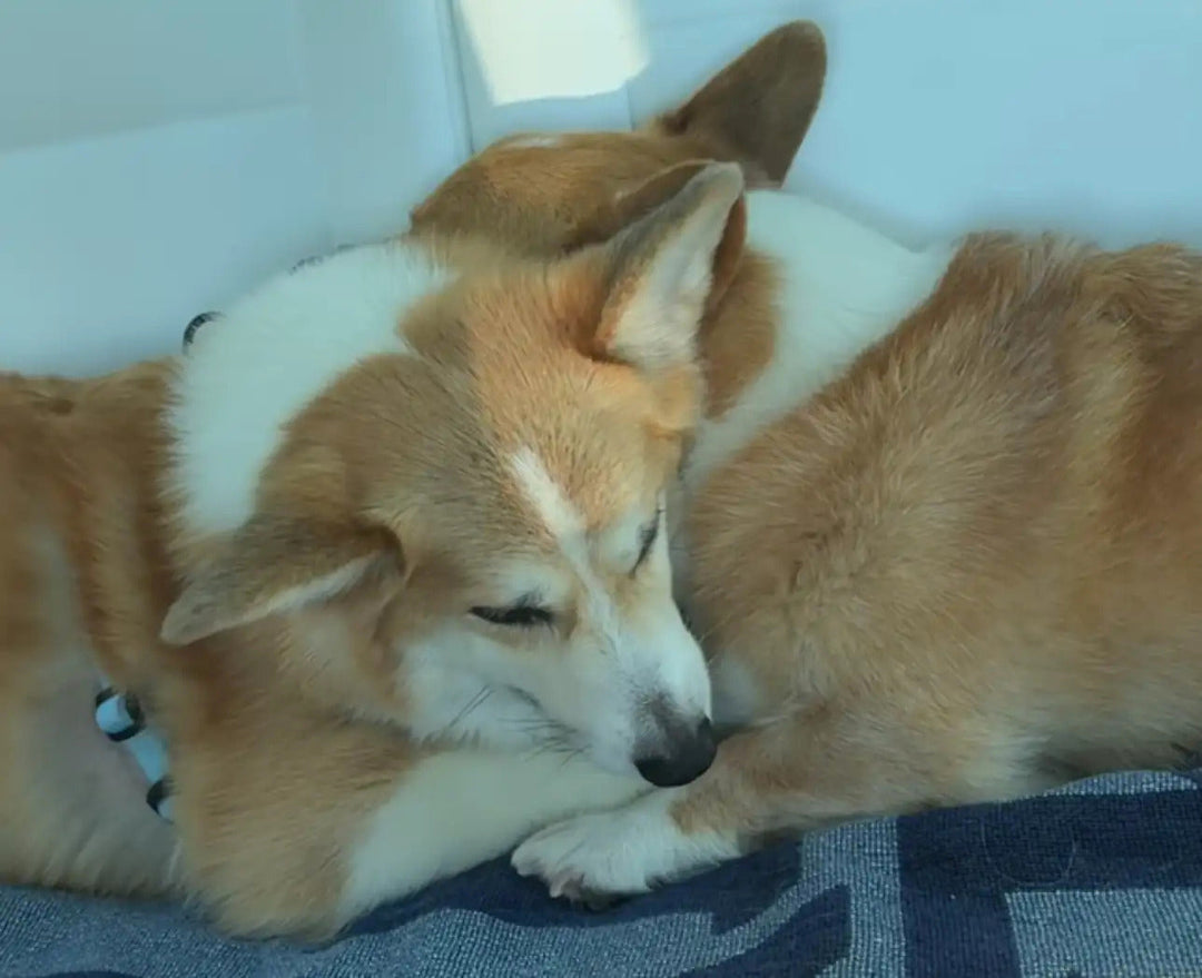 Corgi Comforts Little Brother For First Time After Vet Trip