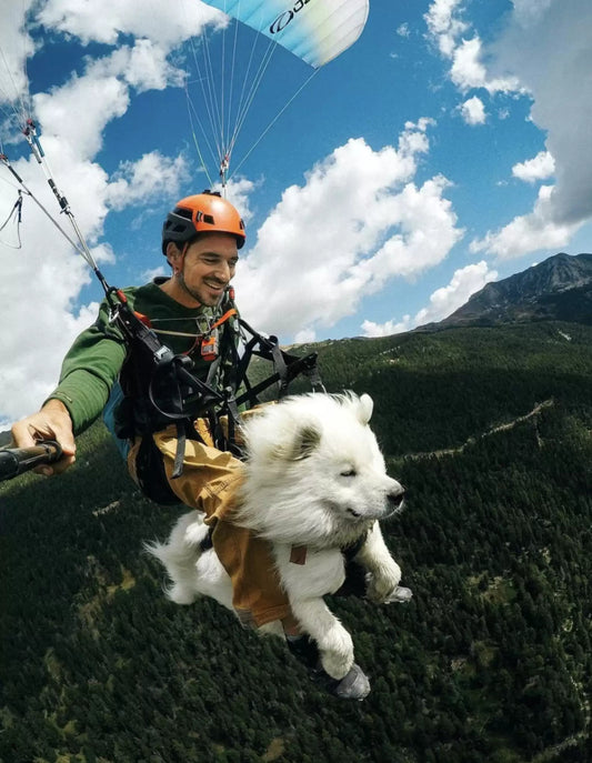 Dog Goes Paragliding in the French Alps