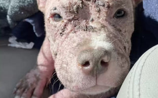 Dog Gets New Lease on Life After Battle With Skin Condition