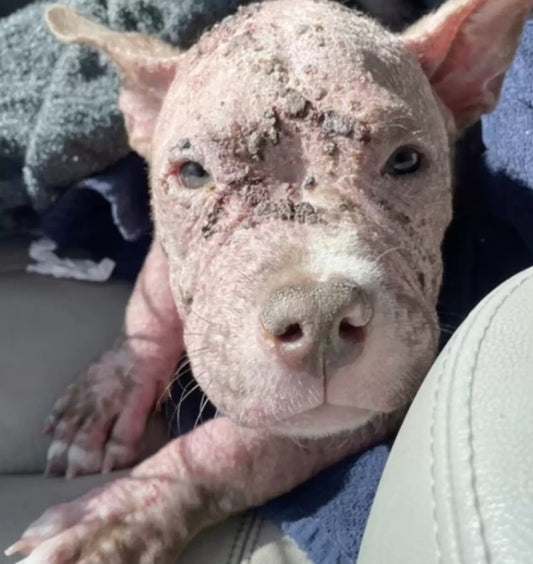 Dog Gets New Lease on Life After Battle With Skin Condition