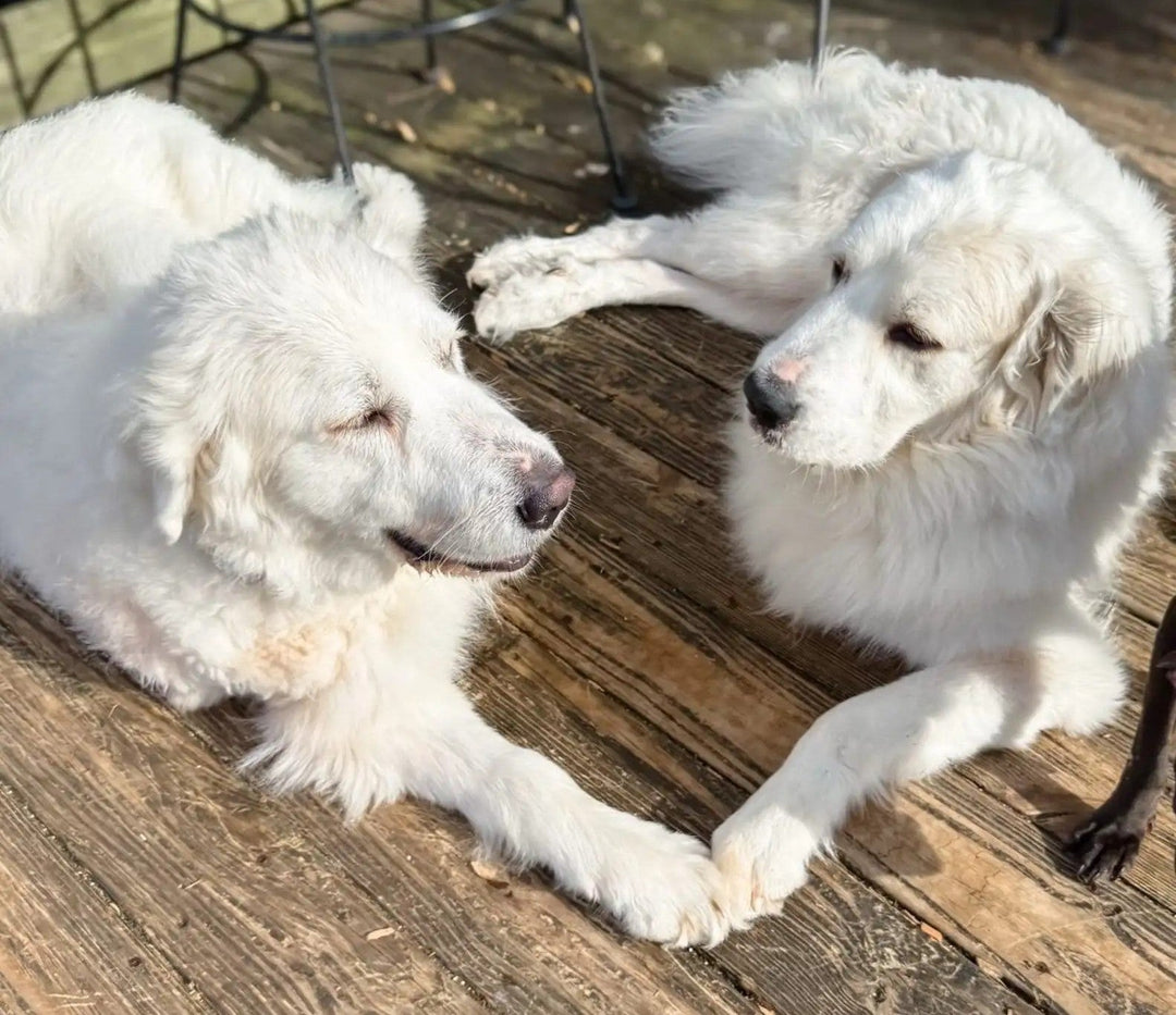 How Two Rescued Dogs Found Each Other Against All Odds