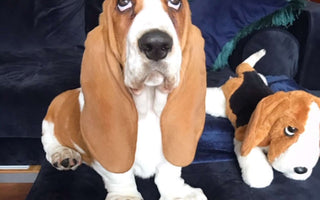 Puppy Is So Excited When His Family Buys Him His Very Own "Slide"