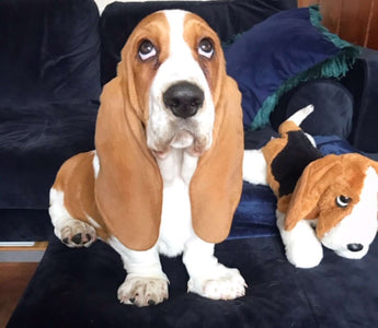 Puppy Is So Excited When His Family Buys Him His Very Own "Slide"