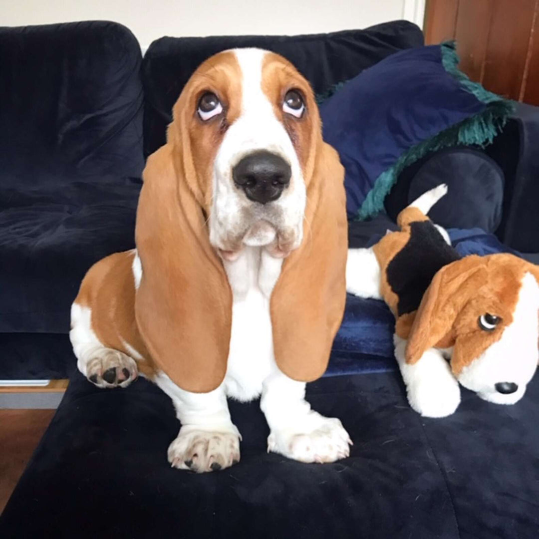 Puppy Is So Excited When His Family Buys Him His Very Own "Slide"